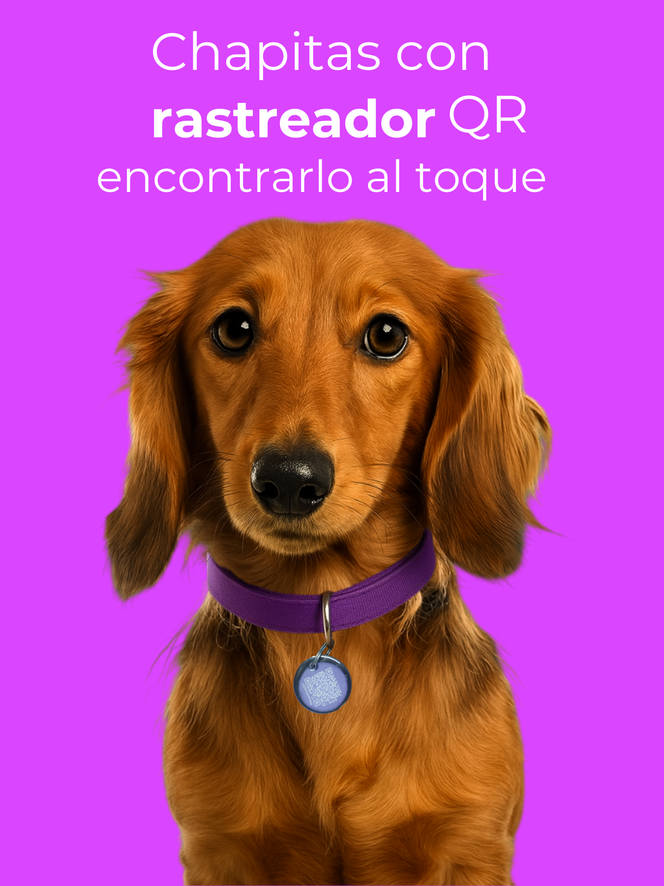 Mascota con chapita QR